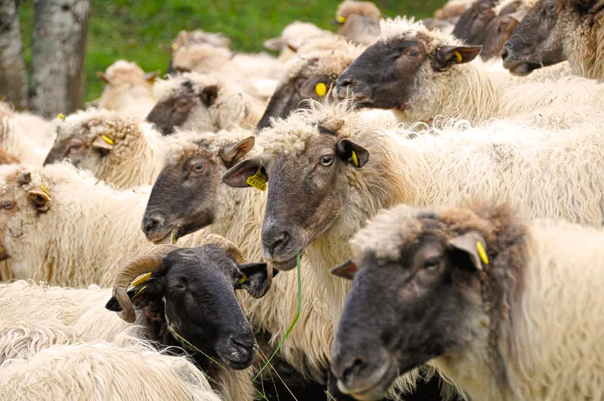 Qué hacer en San Sebastián - pastor por un día